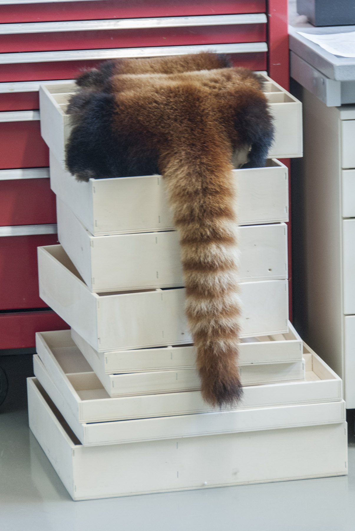 fur of racoon on paper boxes
