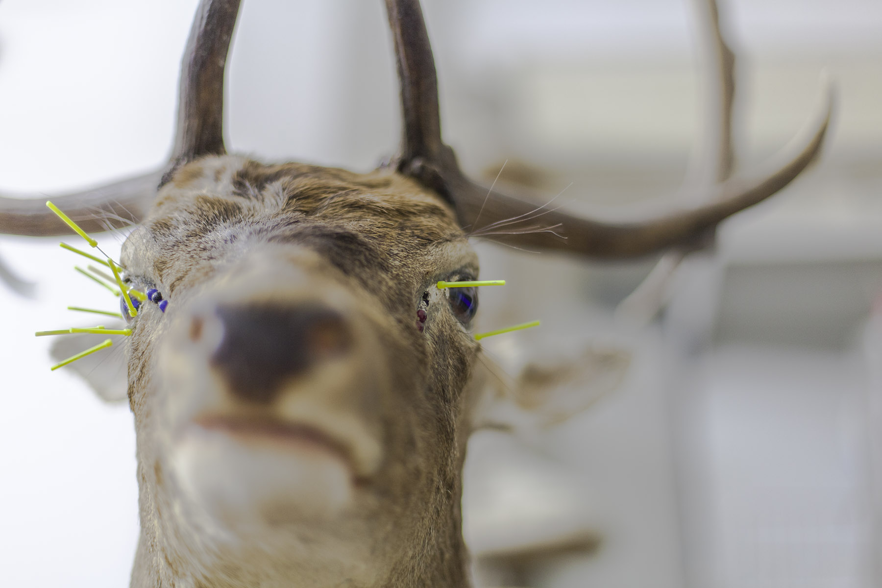 eyes of a deer are fixed with needles